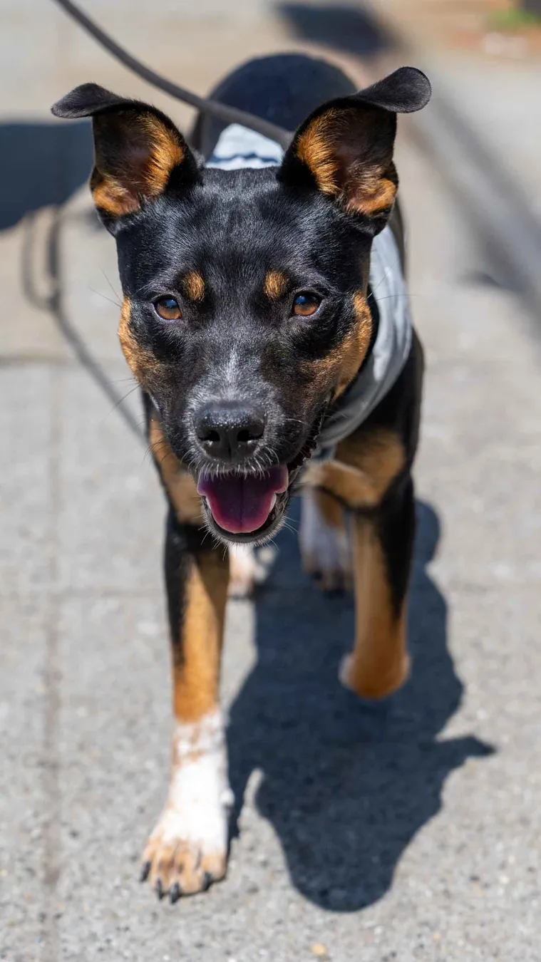 Dog Gone Seattle photo