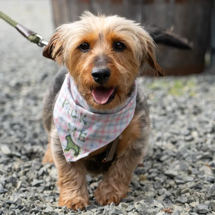 Dog Gone Seattle photo