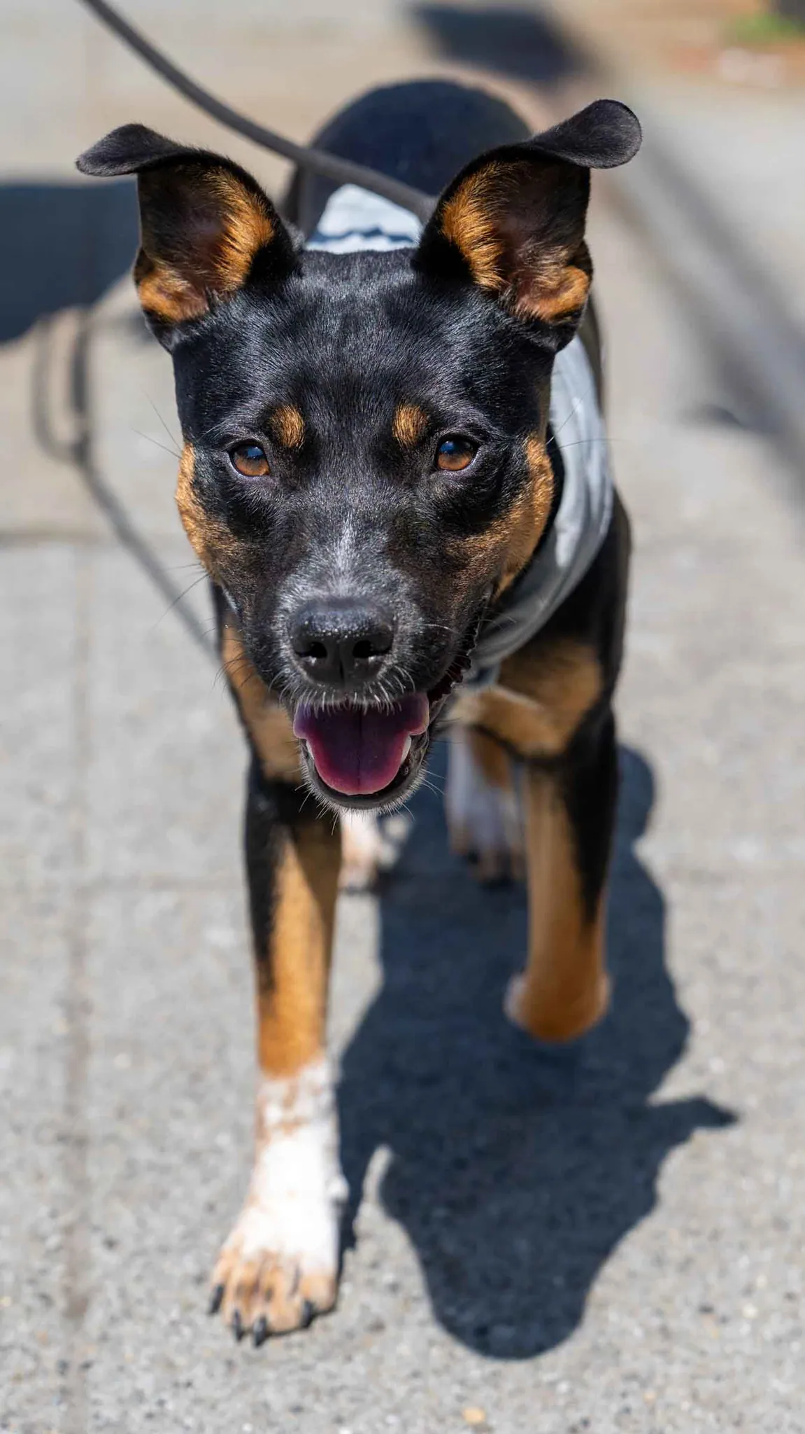 Dog Gone Seattle photo